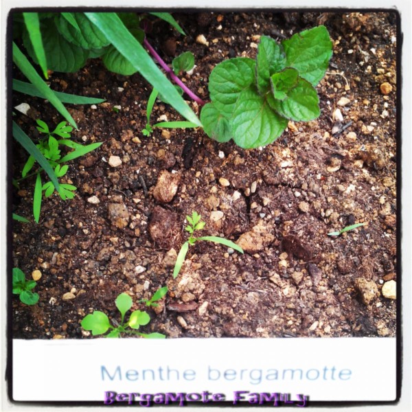 menthe bergamote