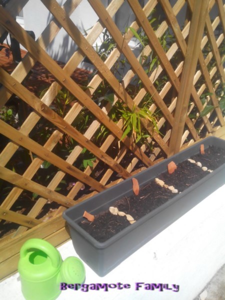 herbes aromatiques Bergamote Family