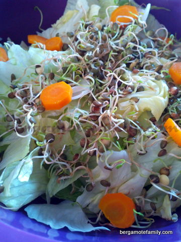 salade lentilles germées