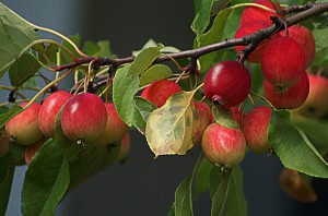 apples-404925_640