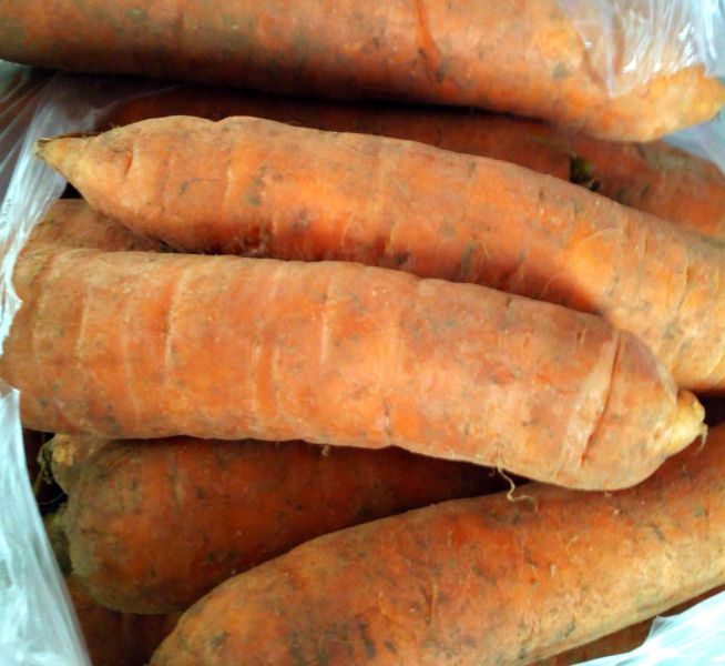 carottes moches