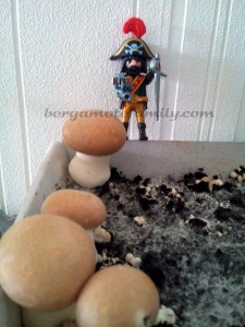 avant première cueillette