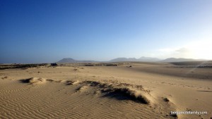 canaries - bergamote family - dunes de sable