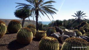 canaries - bergamote family - oasis park - cactus