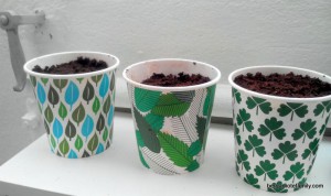 jardinage herbes - bergamot family