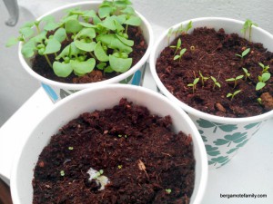 jardinage herbes - bergamote family