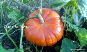 purée de potirron au curry - bergamote family (4)
