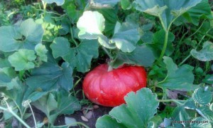 purée de potirron au curry - bergamote family (5)