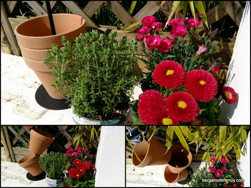 jardinage botanic - bergamote family (1)