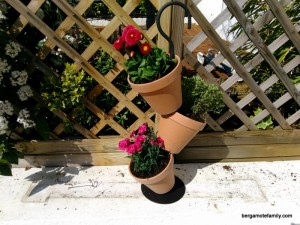 jardinage botanic - bergamote family (5)