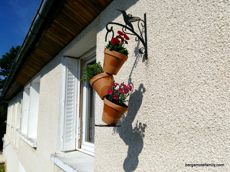 jardinage botanic - bergamote family (6)