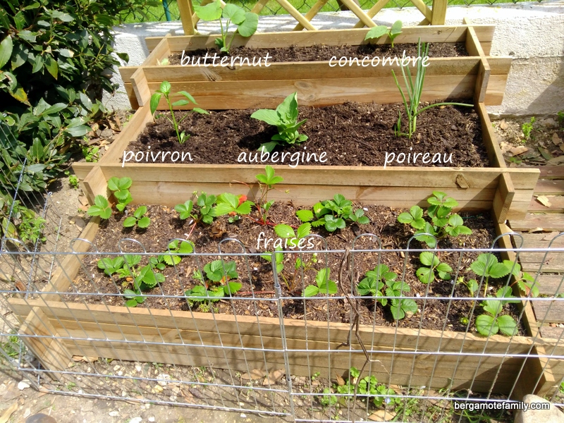 carré potager 2016 - bergamote family (2)