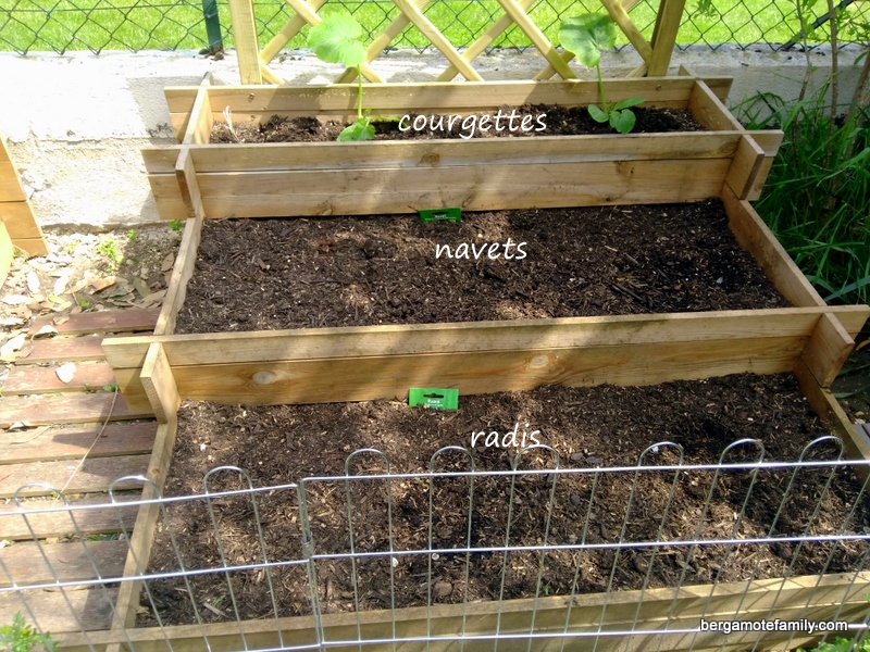 carré potager 2016 - bergamote family (3)