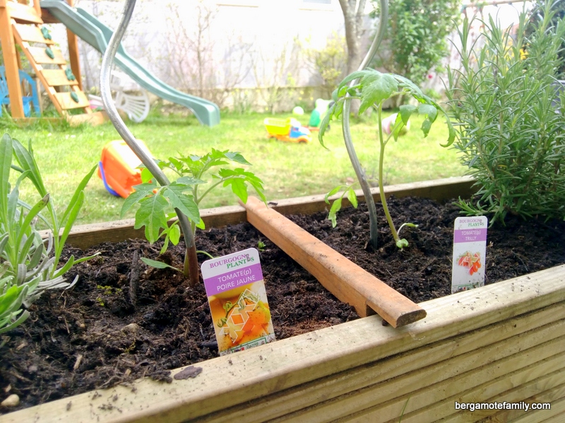 carré potager 2016 - bergamote family (4)