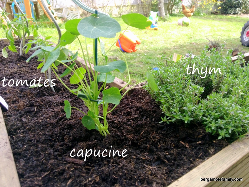 carré potager 2016 - bergamote family (5)