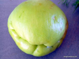 purée de christophine - bergamote family (2)