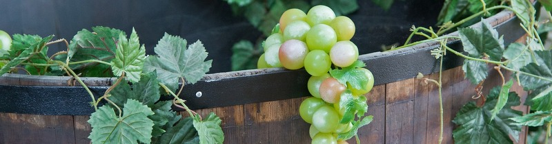 slider blogueuse dijon bourgogne