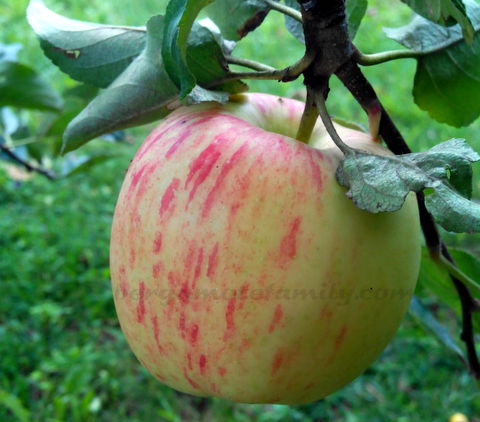 Compote De Pomme Pour Bebe Des 4 6 Mois Bergamote Family