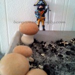 avant première cueillette