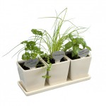 graines-aromatiques-3-pots-de-culture-et-plateau-en-ceramique
