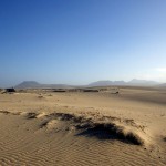 canaries – bergamote family – dunes de sable