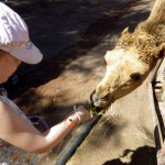 canaries – bergamote family – oasis park – chameau