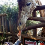 canaries – bergamote family – oasis park – girafe