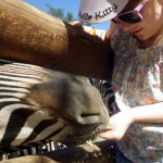 canaries – bergamote family – oasis park – zèbre