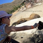 canaries – bergamote family – oasis park – éléphant