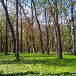 parc colombière dijon – bergamote  family (2)