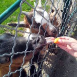 parc colombière dijon – bergamote  family (6)