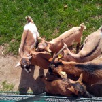 parc colombière dijon – bergamote  family (7)