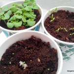 jardinage herbes – bergamote family