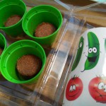 semis jardinage – bergamote family (10)
