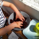 semis jardinage – bergamote family (11)