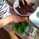 semis jardinage – bergamote family (12)