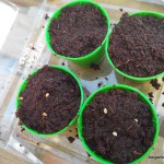 semis jardinage – bergamote family (13)