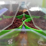 semis jardinage – bergamote family (16)