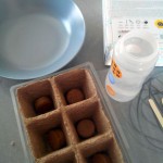 semis jardinage – bergamote family (2)