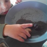semis jardinage – bergamote family (4)