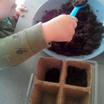 semis jardinage – bergamote family (5)