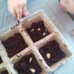 semis jardinage – bergamote family (6)