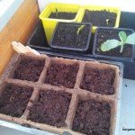 semis jardinage – bergamote family (7)
