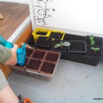 semis jardinage – bergamote family (8)