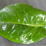 purée oseille bébé – bergamote family