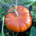 purée de potirron au curry – bergamote family (4)