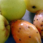 compote aux figues de barbarie – bergamote family