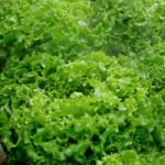 frais d ici – bergamote family (25)