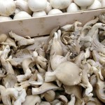 frais d ici – bergamote family (26)