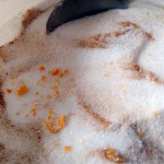 sucre de noël – bergamote family (2)